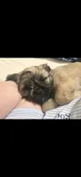 Valentino , a male Shih Tzu for sale in St. Clair Shores, MI – 3 of 3