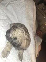 Sigma boy, a male Shih Tzu for sale in St. Clair Shores, MI – Photo 6 of 6