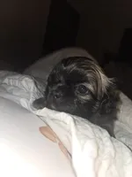 Sigma boy, a male Shih Tzu for sale in St. Clair Shores, MI – Photo 1 of 6