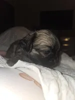 Sigma boy, a male Shih Tzu for sale in St. Clair Shores, MI – Photo 2 of 6