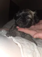 Sigma boy, a male Shih Tzu for sale in St. Clair Shores, MI – Photo 3 of 6