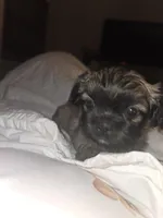 Sigma boy, a male Shih Tzu for sale in St. Clair Shores, MI – Photo 4 of 6