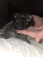 Sigma boy, a male Shih Tzu for sale in St. Clair Shores, MI – Photo 5 of 6