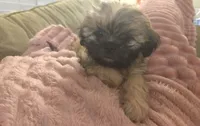 Ellie, a female Shih Tzu for sale in St. Clair Shores, MI – 3 of 3