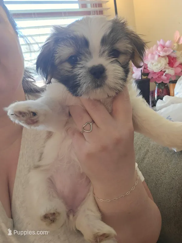 Mila  – Shih Tzu puppy for sale in St. Clair Shores, MI