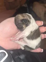 No names, a female Bichon Frise and Shih Tzu for sale in St. Clair Shores, MI – Photo 4 of 6