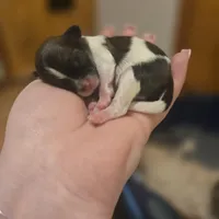 No names, a female Bichon Frise and Shih Tzu for sale in St. Clair Shores, MI – Photo 6 of 6