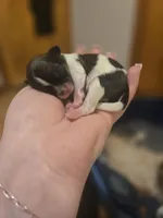 No names, a female Bichon Frise and Shih Tzu for sale in St. Clair Shores, MI – Photo 6 of 6