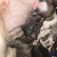 No names, a female Bichon Frise and Shih Tzu for sale in St. Clair Shores, MI – Photo 2 of 6