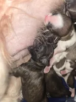 No names, a female Bichon Frise and Shih Tzu for sale in St. Clair Shores, MI – Photo 2 of 6