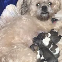 No names, a female Bichon Frise and Shih Tzu for sale in St. Clair Shores, MI – Photo 1 of 6