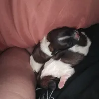 No names, a female Bichon Frise and Shih Tzu for sale in St. Clair Shores, MI – Photo 3 of 6