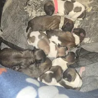 No names, a female Bichon Frise and Shih Tzu for sale in St. Clair Shores, MI – Photo 5 of 6