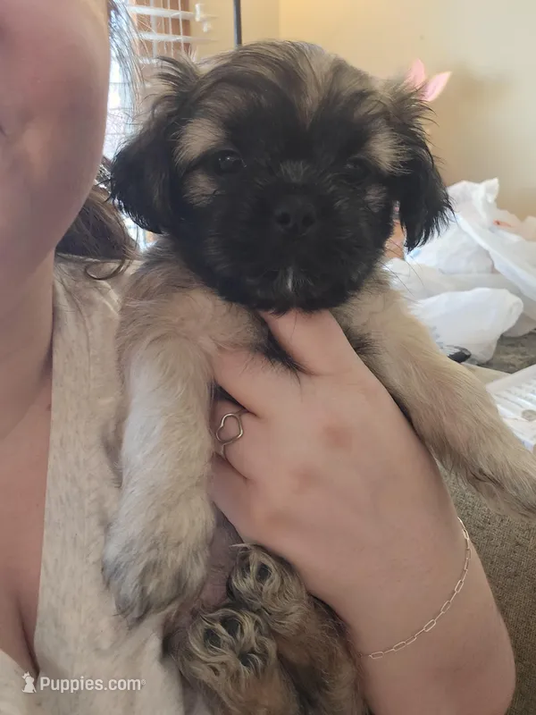 Valentino – Shih Tzu puppy for sale in St. Clair Shores, MI