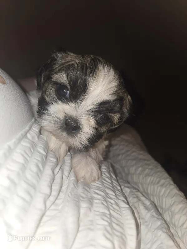 Theodora – Shih Tzu puppy for sale in St. Clair Shores, MI