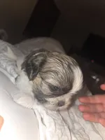 Theodora, a female Shih Tzu for sale in St. Clair Shores, MI – Photo 4 of 5