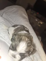 Theodora, a female Shih Tzu for sale in St. Clair Shores, MI – Photo 5 of 5