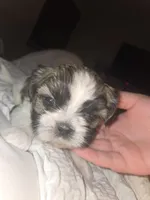 Theodora, a female Shih Tzu for sale in St. Clair Shores, MI – Photo 2 of 5