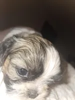 Theodora, a female Shih Tzu for sale in St. Clair Shores, MI – Photo 3 of 5