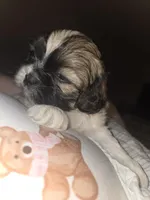 Theodore , a male Shih Tzu for sale in St. Clair Shores, MI – Photo 2 of 5