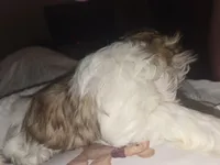 Theodore , a male Shih Tzu for sale in St. Clair Shores, MI – Photo 3 of 5