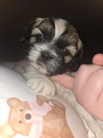 Theodore , a male Shih Tzu for sale in St. Clair Shores, MI – Photo 4 of 5