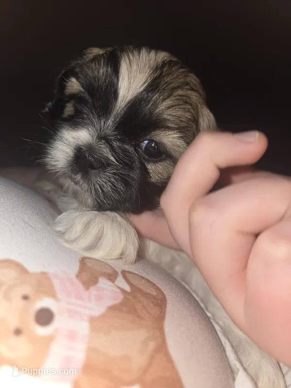 Theodore  – Shih Tzu puppy for sale in St. Clair Shores, MI
