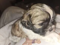 Theodore , a male Shih Tzu for sale in St. Clair Shores, MI – Photo 5 of 5