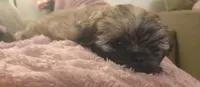 Ellie, a female Shih Tzu for sale in St. Clair Shores, MI – 2 of 3