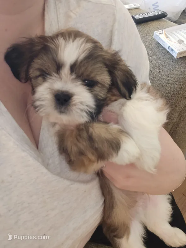 Luca – Shih Tzu puppy for sale in St. Clair Shores, MI