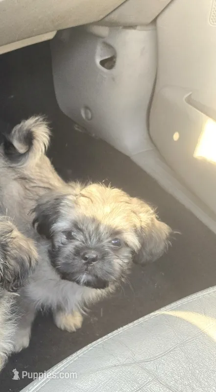 Valentino , a male Shih Tzu for sale in St. Clair Shores, MI – 1 of 3