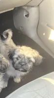 Valentino , a male Shih Tzu for sale in St. Clair Shores, MI – 1 of 3