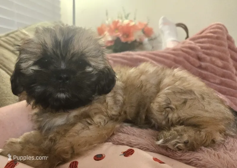 Ellie – Shih Tzu puppy for sale in St. Clair Shores, MI