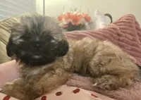 Ellie, a female Shih Tzu for sale in St. Clair Shores, MI – 1 of 3