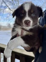 Fatty, a male Miniature American Shepherd for sale in Tyler, TX – Photo 4 of 5