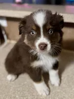 Fatty, a male Miniature American Shepherd for sale in Tyler, TX – Photo 1 of 5