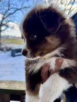 Fatty, a male Miniature American Shepherd for sale in Tyler, TX – Photo 5 of 5