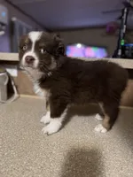 Fatty, a male Miniature American Shepherd for sale in Tyler, TX – Photo 3 of 5