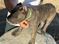 Brindle Male Puppy, a male Cane Corso for sale in Bakersfield, CA – 5 of 8