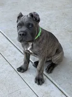 Brindle Male Puppy, a male Cane Corso for sale in Bakersfield, CA – 1 of 8