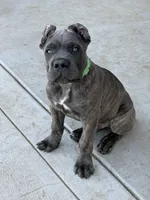 Brindle Male Puppy, a male Cane Corso for sale in Bakersfield, CA – 3 of 8