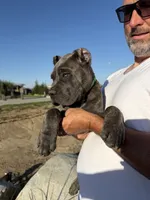 Beautiful female, a female Cane Corso for sale in Bakersfield, CA – 2 of 6