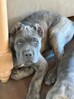 Brindle Male, a male Cane Corso for sale in Bakersfield, CA – 2 of 2