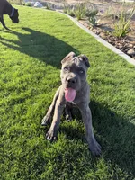 Brindle Male Puppy, a male Cane Corso for sale in Bakersfield, CA – 2 of 8