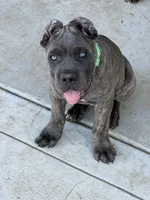Brindle Male Puppy, a male Cane Corso for sale in Bakersfield, CA – 4 of 8