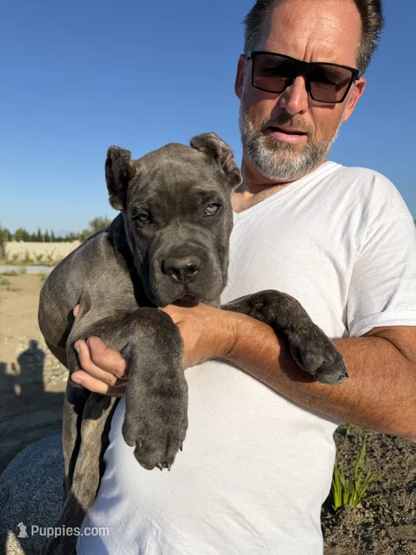 Beautiful female – Cane Corso puppy for sale in Bakersfield, CA