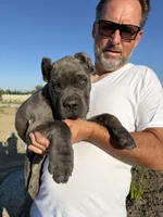 Beautiful female, a female Cane Corso for sale in Bakersfield, CA – 1 of 6
