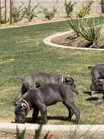 Beautiful female, a female Cane Corso for sale in Bakersfield, CA – 6 of 6