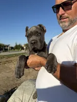 Beautiful female, a female Cane Corso for sale in Bakersfield, CA – 4 of 6