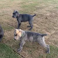 Brindle Male Puppy, a male Cane Corso for sale in Bakersfield, CA – 6 of 8